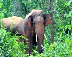 জুড়ীতে হাতির আক্রমণে মাহুতের মর্মান্তিক মৃত্যু 